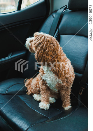 Toy Poodle and Havanese mix dog sits in car seat and looks outside during car ride on a sunny day Toy Poodle and Havanese mix dog sits in car seat and looks outside during car ride on a sunny day 139046078