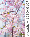 桜のある風景 139046107