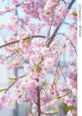 桜のある風景 桜のある風景 139046107