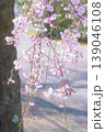 公園の枝垂れ桜 139046108