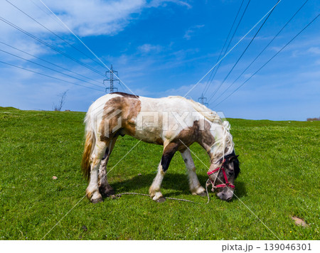 Horse grazes on green grass in a field under a blue sky with power lines in the background during a sunny day Horse grazes on green grass in a field under a blue sky with power lines in the background during a sunny day 139046301