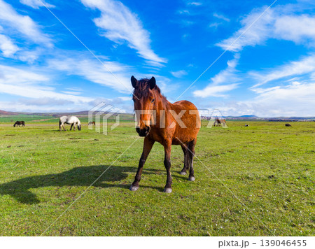 Horse stands on green grass under blue sky with clouds, while other horses graze in the distance during daytime Horse stands on green grass under blue sky with clouds, while other horses graze in the distance during daytime 139046455