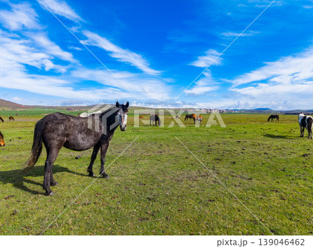 Horses graze in an open field under a blue sky with clouds in the background on a sunny day in a rural area Horses graze in an open field under a blue sky with clouds in the background on a sunny day in a rural area 139046462