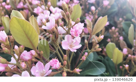 4月に咲く可憐な花 139046620