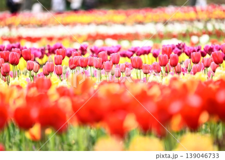 美しいチューリップの花 美しいチューリップの花 139046733