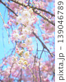 青空に映える枝垂れ桜 139046789