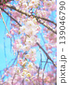 青空に映える枝垂れ桜 139046790