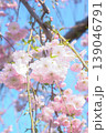 青空に映える枝垂れ桜 139046791
