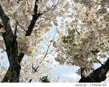 青空と横に伸びる八重桜 青空と横に伸びる八重桜 139046799