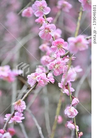 田上梅林公園のしだれ梅（新潟県田上町） 139046881