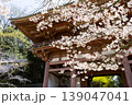 桜に囲まれた神社 139047041