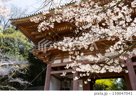 桜に囲まれた神社 桜に囲まれた神社 139047041