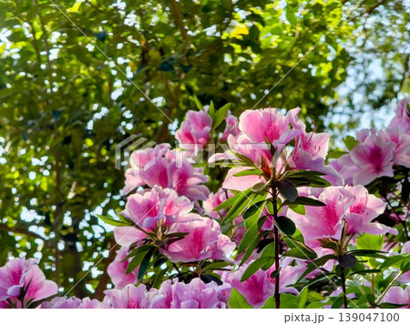 逆光に透けるピンクのツツジの花びらと新緑の背景 逆光に透けるピンクのツツジの花びらと新緑の背景 139047100