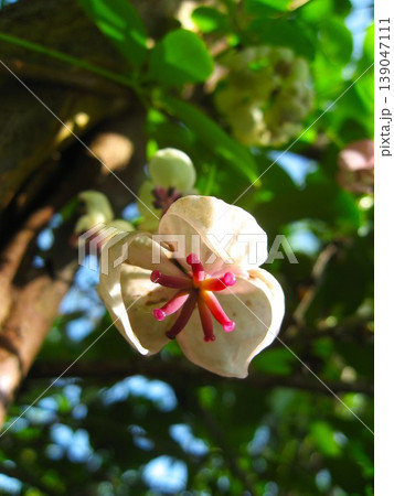 愛らしいアケビの花 139047111