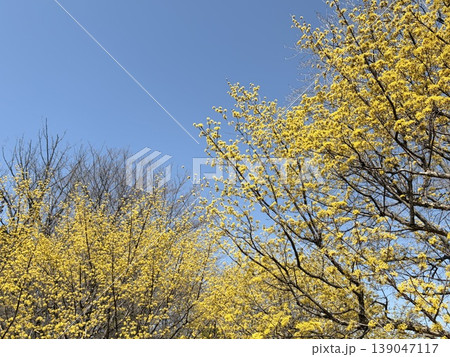 春の光に輝く黄色い花 サンシュユ 3月の自然風景 春の光に輝く黄色い花 サンシュユ 3月の自然風景 139047117