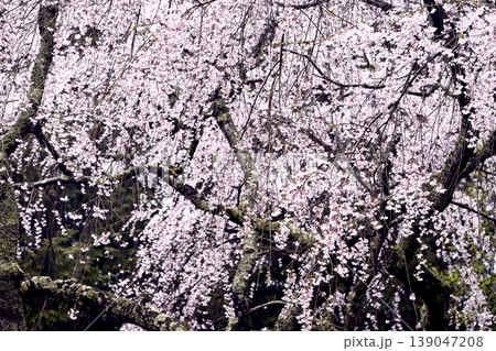 奈良、吉野千本桜 奈良、吉野千本桜 139047208