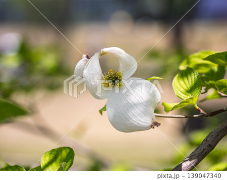 開花途中のハナミズキの花 咲きかけの白い花と新緑 開花途中のハナミズキの花 咲きかけの白い花と新緑 139047340