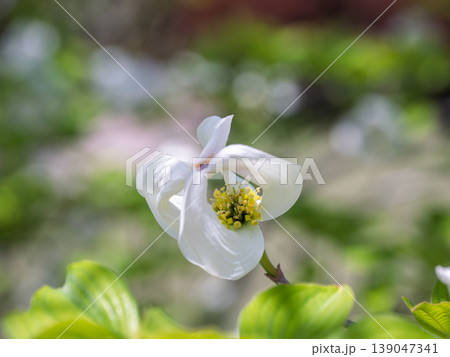 咲き始めのハナミズキの花　開花途中のやわらかな春の表情 139047341