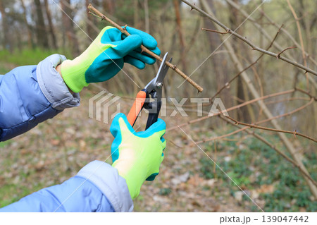Gardener wearing turquoise gloves trims the branches of a bush with sharp pruning shears. Human hands, seasonal garden and orchard maintenance Gardener wearing turquoise gloves trims the branches of a bush with sharp pruning shears. Human hands, seasonal garden and orchard maintenance 139047442