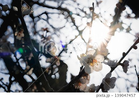 朝日に照らされて透き通る白梅の花びらと幻想的な光条の風景 朝日に照らされて透き通る白梅の花びらと幻想的な光条の風景 139047457