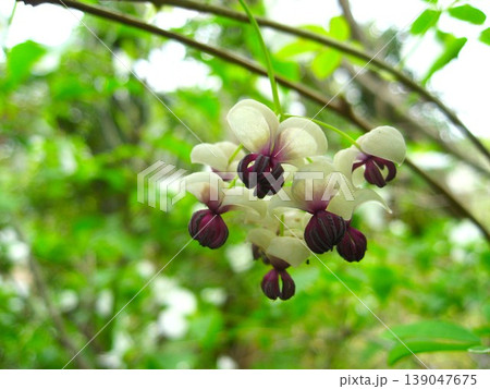 愛らしいアケビの花 愛らしいアケビの花 139047675