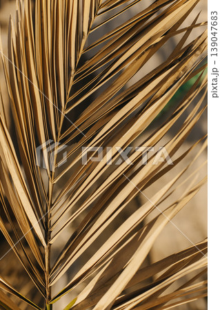 Beautiful palm leaf in a sunlight. Summer background. Beautiful palm leaf in a sunlight. Summer background. 139047683