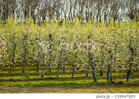 Spring orchard with blooming fruit trees in rows Spring orchard with blooming fruit trees in rows 139047805