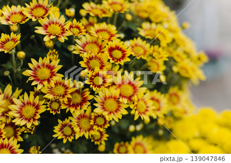 Beautiful yellow chrysanthemum flowers on a dark background. Close up. Selective focus. Beautiful yellow chrysanthemum flowers on a dark background. Close up. Selective focus. 139047846
