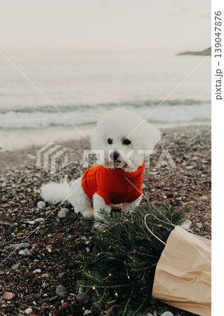 Cute Bichon Frise dog in red sweater on a beach near the sea with Bouquet of spruce branches with Christmas lights in a craft bag. 139047876