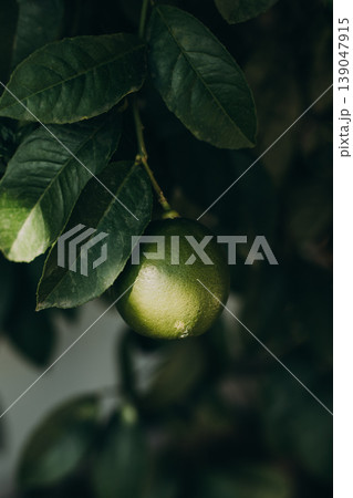 Green lemon on a tree in a garden. Close up. 139047915