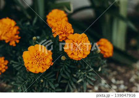 Bright orange Marigold flowers on dark green background in a garden. Bright orange Marigold flowers on dark green background in a garden. 139047916