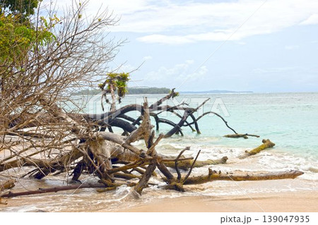 Driftwood roots on beach Panama Driftwood roots on beach Panama 139047935