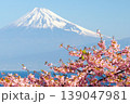 静岡県沼津市井田　駿河湾に面する斜面の早咲き河津桜に飛来するメジロと冠雪した富士山の景色 139047981
