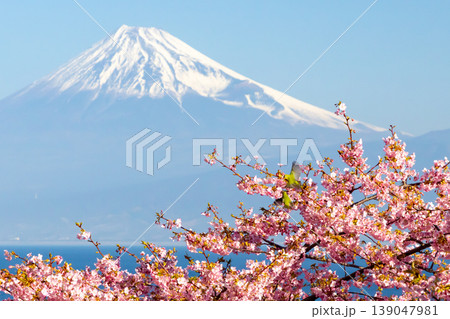 静岡県沼津市井田 駿河湾に面する斜面の早咲き河津桜に飛来するメジロと冠雪した富士山の景色 静岡県沼津市井田 駿河湾に面する斜面の早咲き河津桜に飛来するメジロと冠雪した富士山の景色 139047981