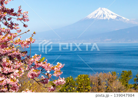 静岡県沼津市井田　駿河湾に面する斜面の早咲き河津桜に飛来するメジロと冠雪した富士山の景色 139047984