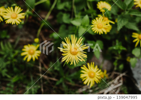 Beautiful yellow flowers Doronicum in a mountain forest. Beautiful yellow flowers Doronicum in a mountain forest. 139047995