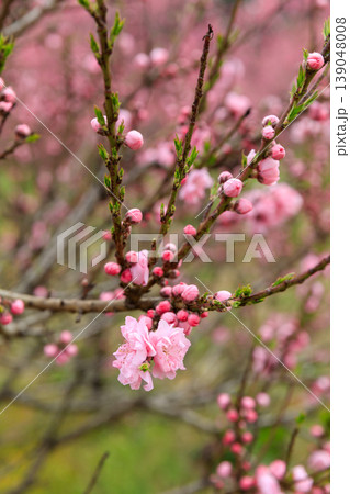 古河公方公園に咲く花桃(茨城県古河市) 古河公方公園に咲く花桃(茨城県古河市) 139048008