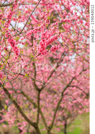 古河公方公園に咲く花桃(茨城県古河市) 古河公方公園に咲く花桃(茨城県古河市) 139048012