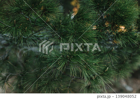 Fluffy branches of green pine tree. . Close-up. Fluffy branches of green pine tree. . Close-up. 139048052