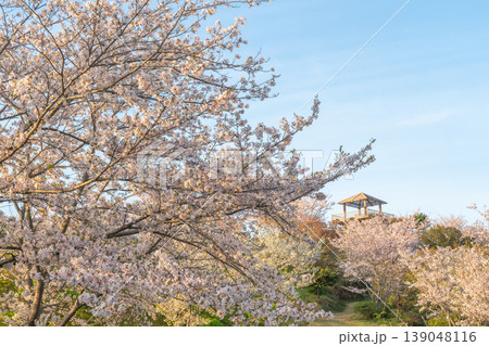 桜咲く高津子山展望台　和歌山県 139048116