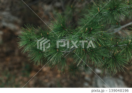 Fluffy branches of green pine tree. . Close-up. Fluffy branches of green pine tree. . Close-up. 139048196