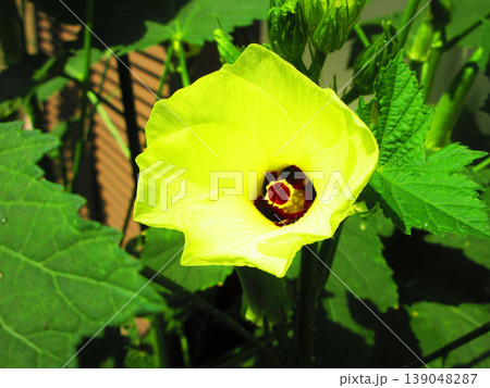 オクラの花の風景 オクラの花の風景 139048287