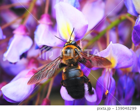 花の蜜を吸うクマバチ 139048299