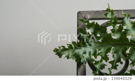 fern leaf on an old bench, interior details of a loft-style apartment, copy space for text fern leaf on an old bench, interior details of a loft-style apartment, copy space for text 139048329