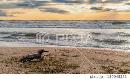 banner about ocean ecosystems and environmental protection, an injured seabird on a shell beach, copy space for text about concern for wildlife and the ocean banner about ocean ecosystems and environmental protection, an injured seabird on a shell beach, copy space for text about concern for wildlife and the ocean 139048331