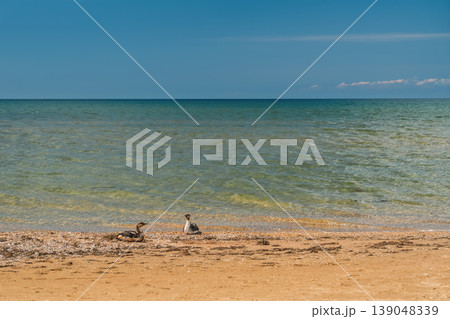 Concept for caring for wildlife and ocean ecosystems, two seabirds on the shore after a storm, an Earth Day poster about helping animals in distress and environmental disasters, copy space for text Concept for caring for wildlife and ocean ecosystems, two seabirds on the shore after a storm, an Earth Day poster about helping animals in distress and environmental disasters, copy space for text 139048339