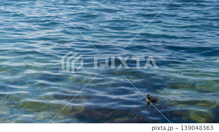 waterfowl near the seashore hunts for fish while swimming in clean water. A poster for Earth Day and environmental awareness, with space for text waterfowl near the seashore hunts for fish while swimming in clean water. A poster for Earth Day and environmental awareness, with space for text 139048363