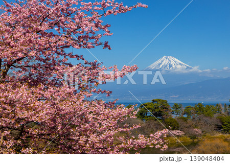 静岡県沼津市井田　斜面の早咲き河津桜と駿河湾越しの雪化粧の富士山の景色 139048404