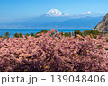 静岡県沼津市井田　斜面の早咲き河津桜と駿河湾越しの雪化粧の富士山の景色 139048406