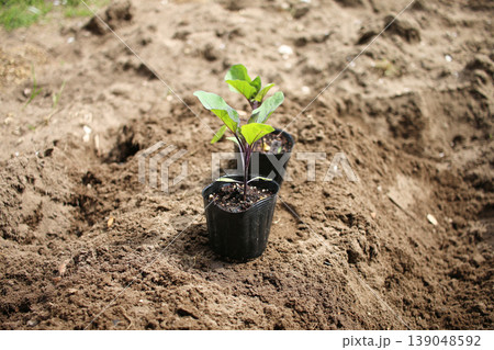 畑に定植する野菜苗 畑に定植する野菜苗 139048592